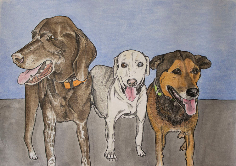 Pet Portraits