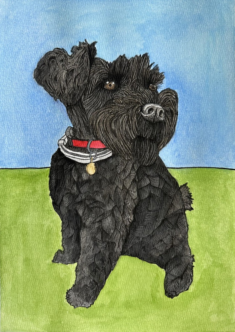 Schnauzer - Arnold
