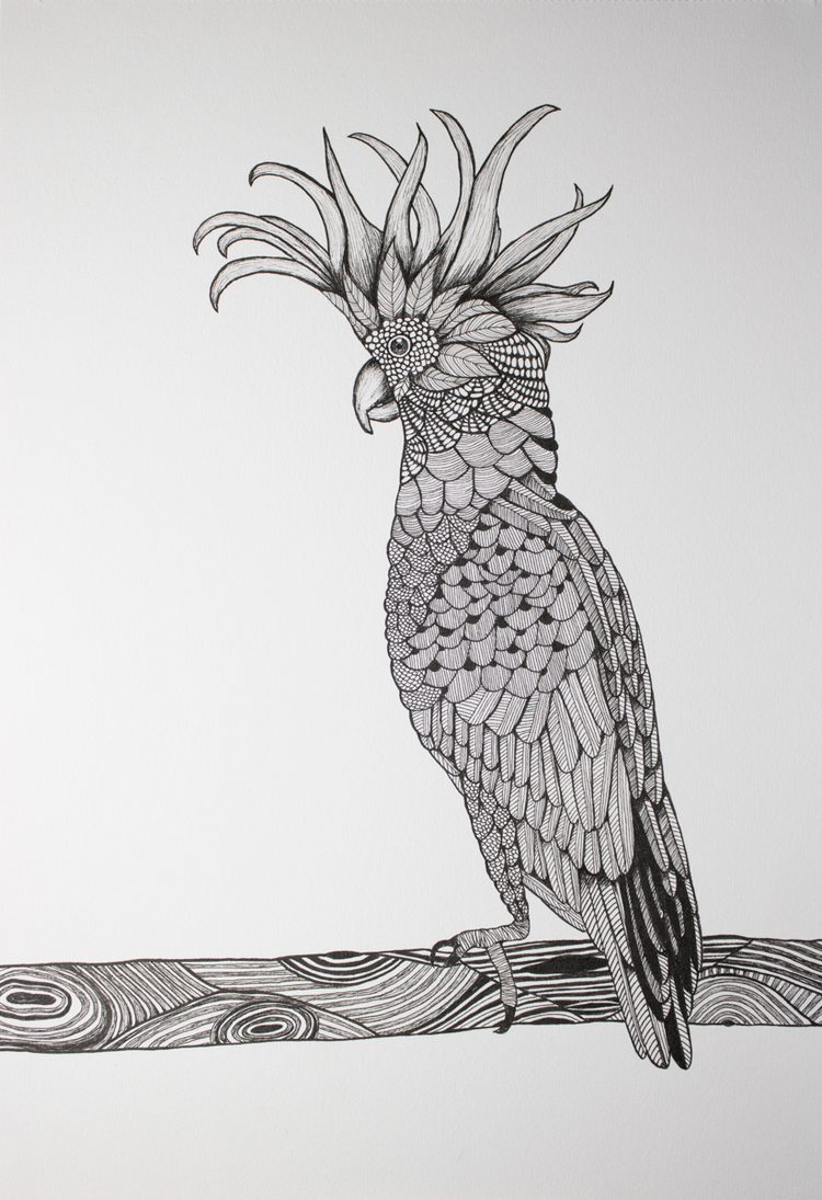 Curious Cockatoo