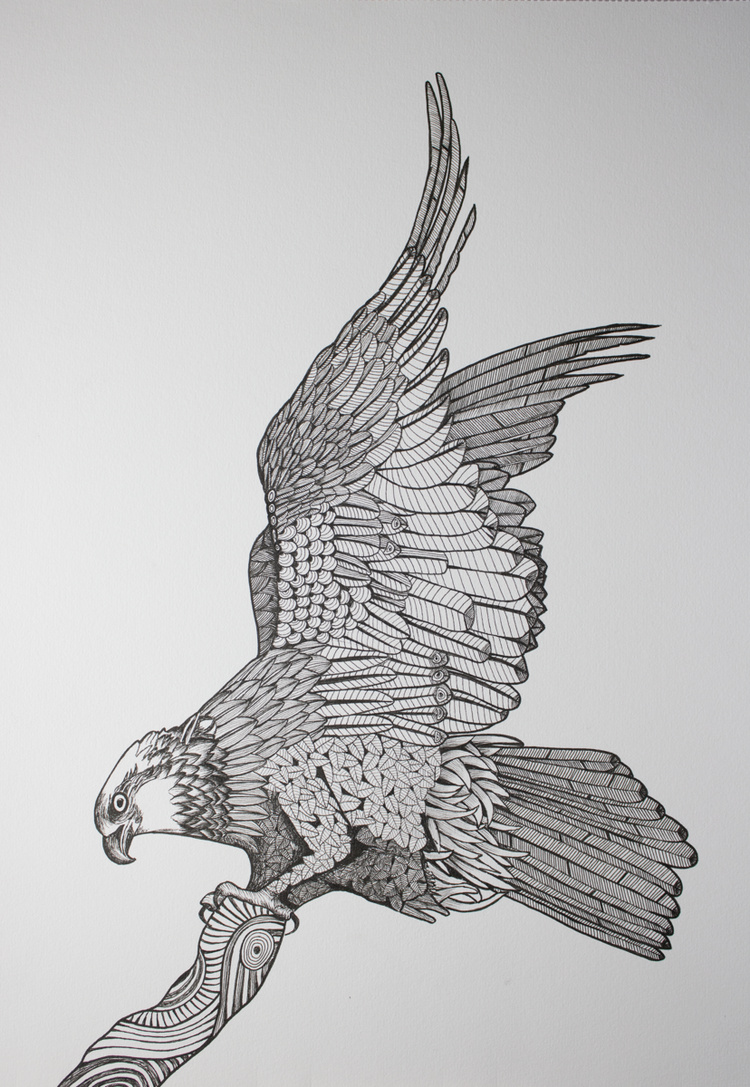 Intense Osprey