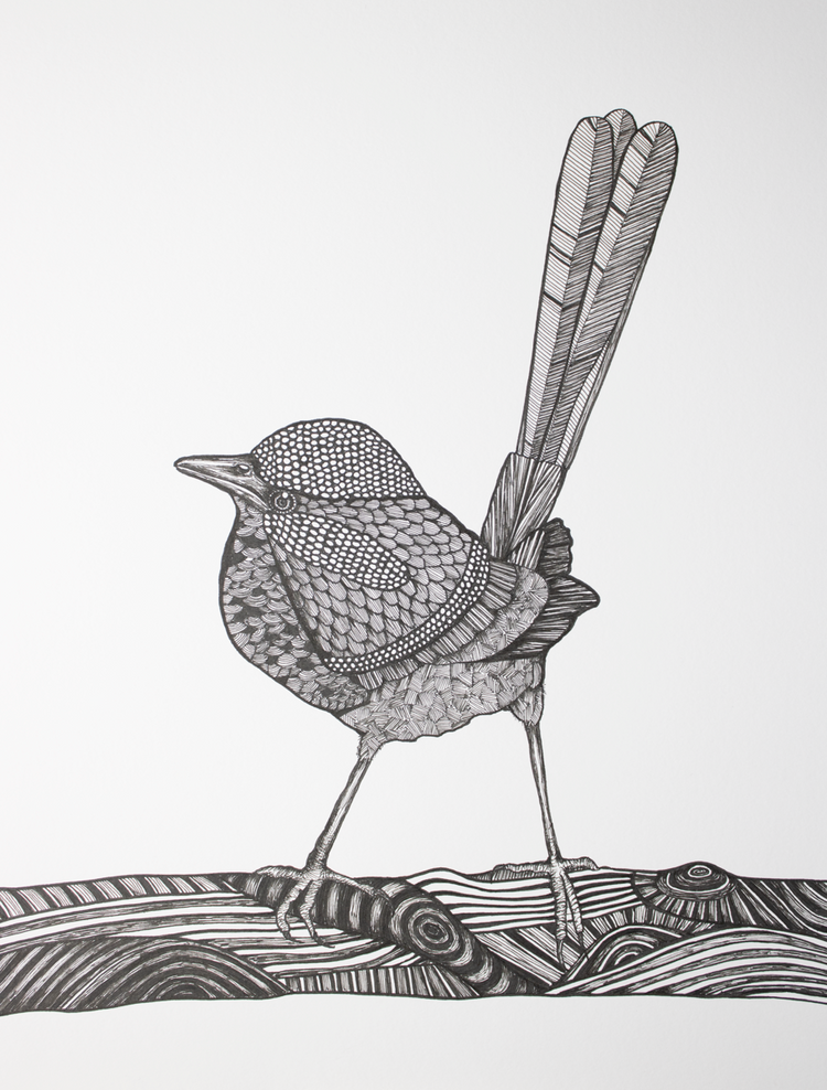 Delightful Fairywren