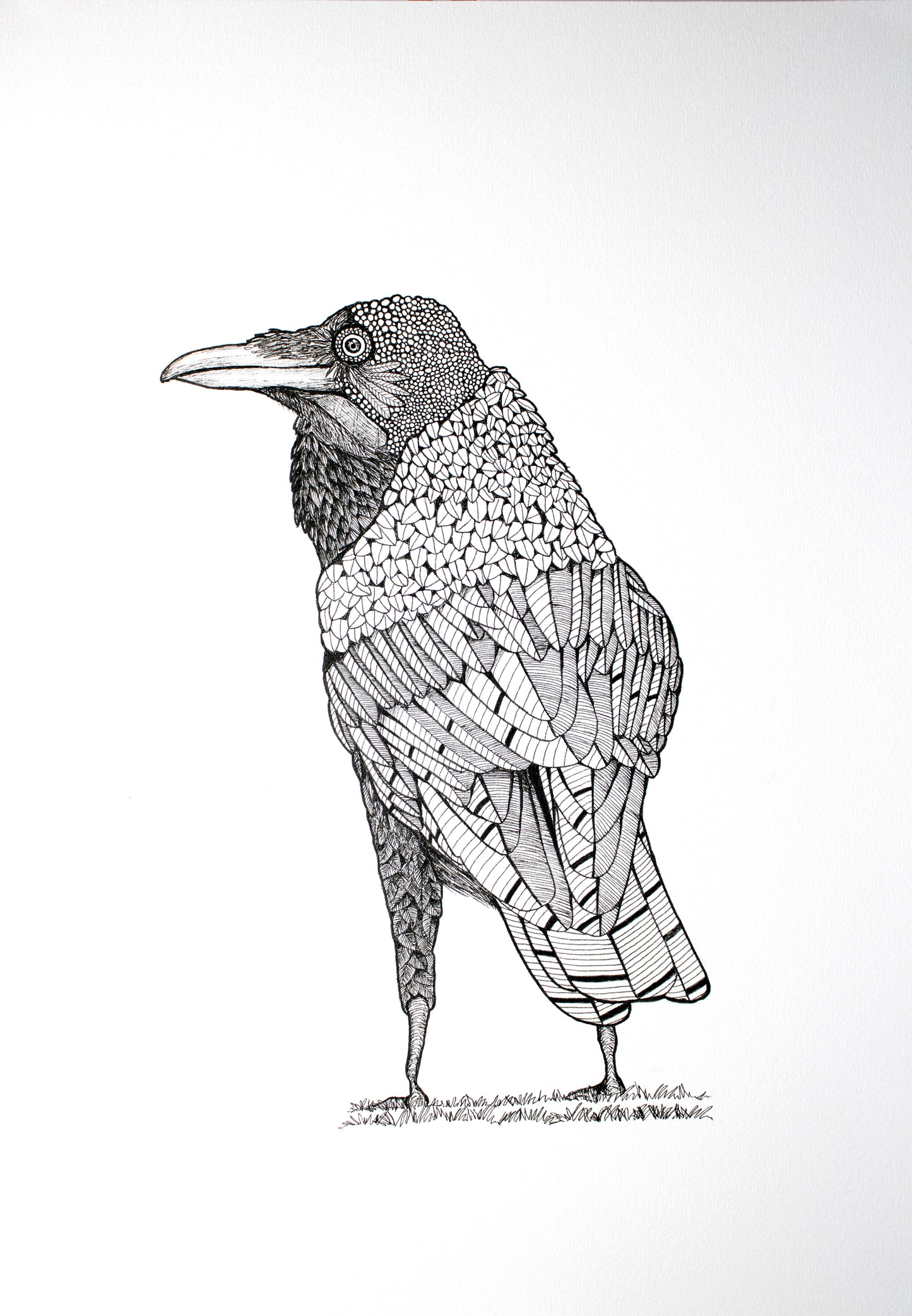 Royal Raven Print
